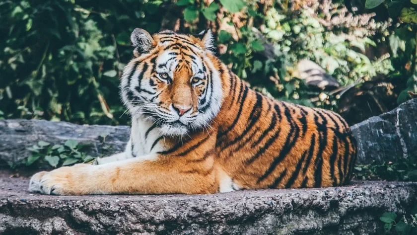 Tiger in Jawalakhel Zoo