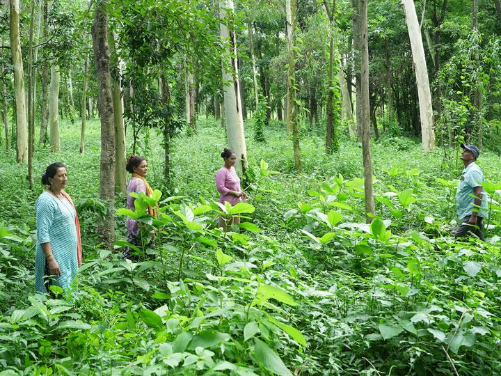 community forest