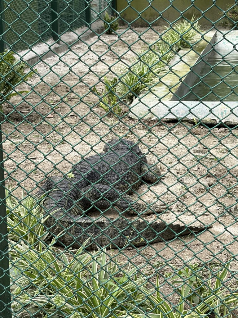 alligator-zoo