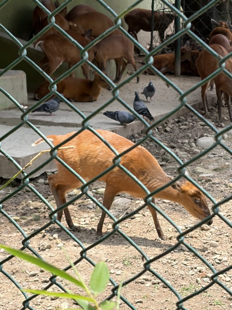barking-deer-zoo