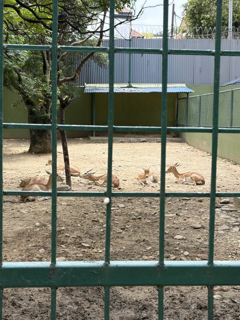 black-buck-zoo