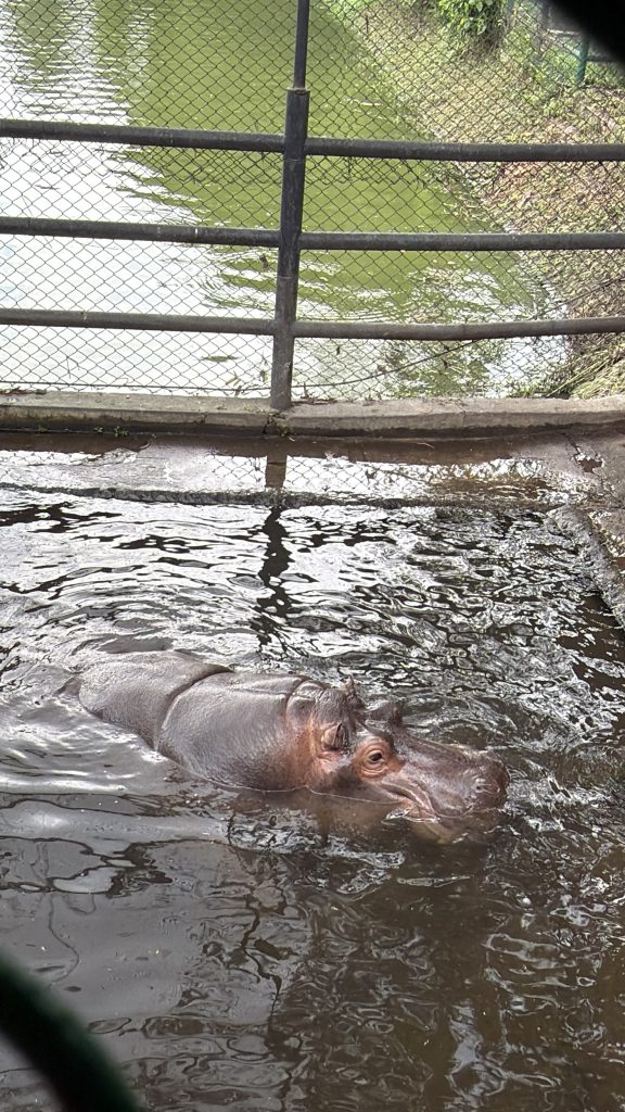 hippo-zoo