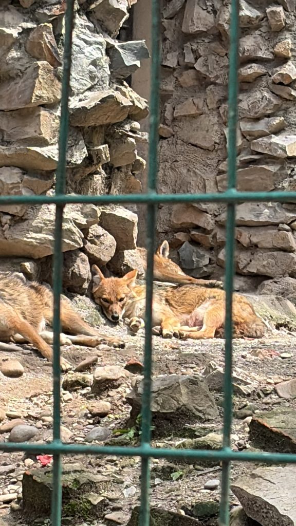 jackal-zoo