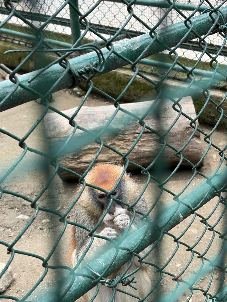 patas-monkey