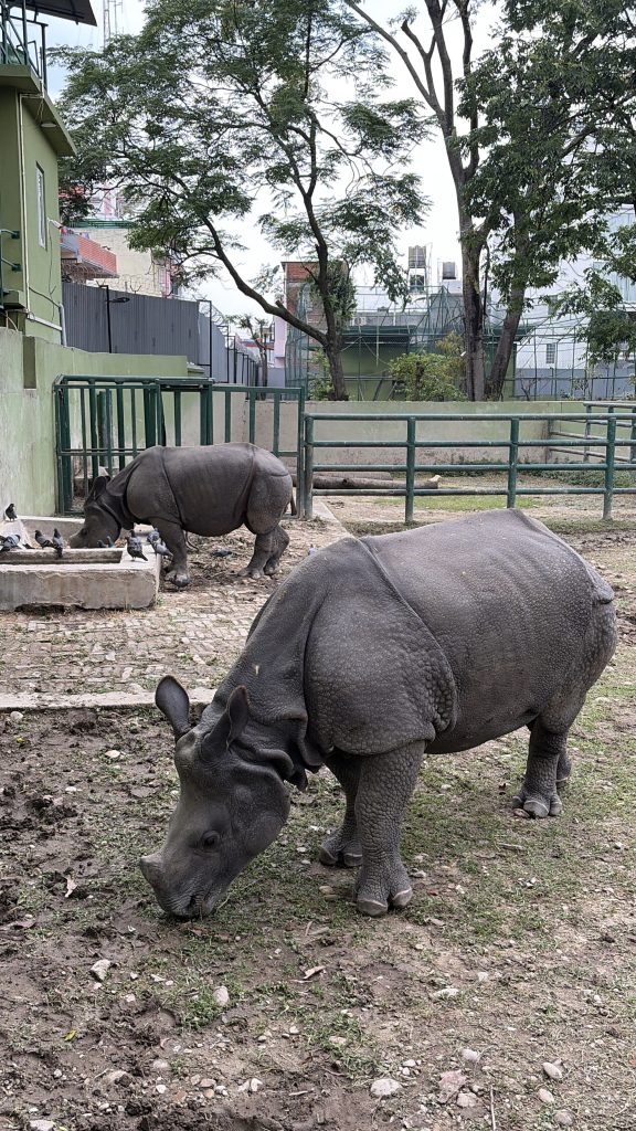 rhino-zoo