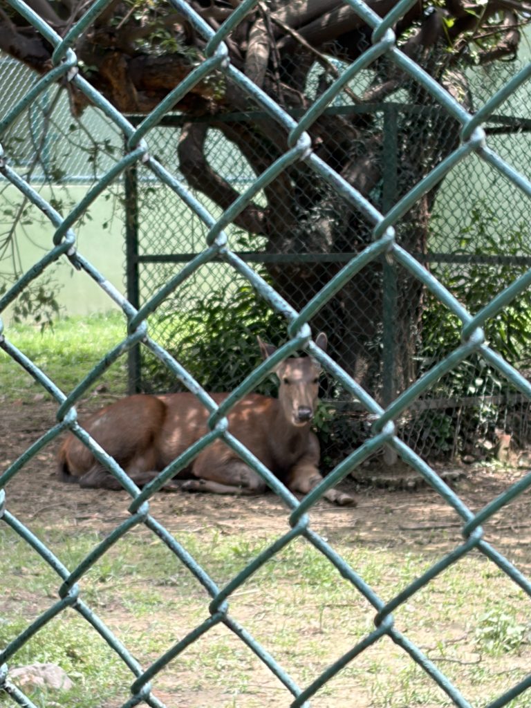 sambar-deer