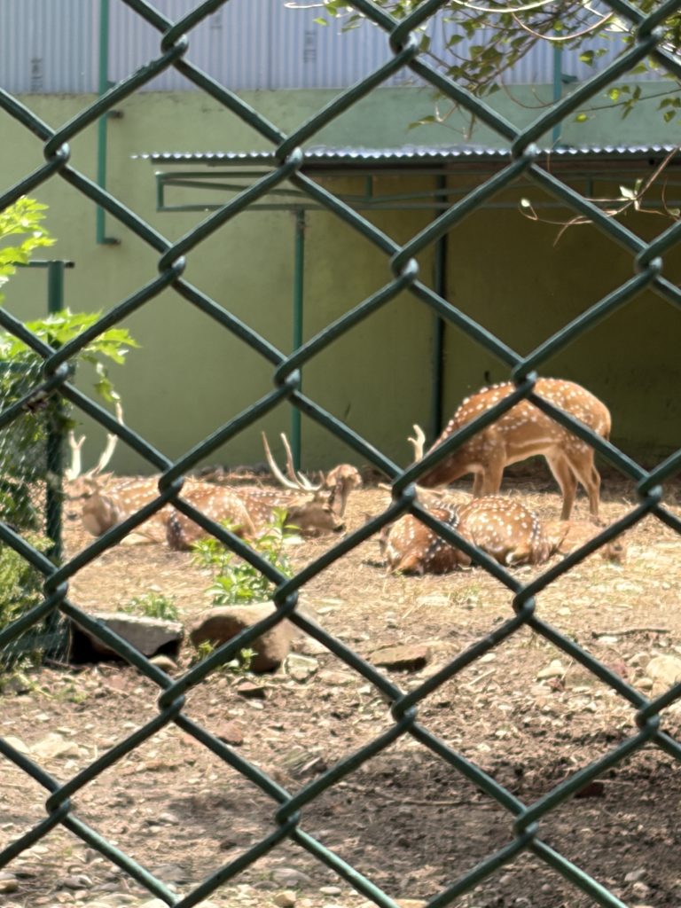spotted-deer-central-zoo